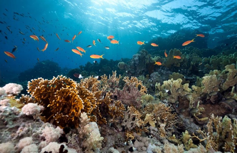 Leia mais sobre o artigo Maior encontro capixaba sobre Ciências Oceânicas será realizado no dia 2 de julho em Vitória