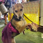 Carnaval 2026: Confira como foi o 1º Cão Narval de Castelo