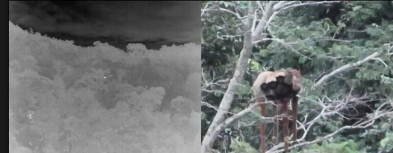 Registro raro de família de macacos guigós reforça importância do Monumento Natural Estadual Serra das Torres para a conservação da fauna